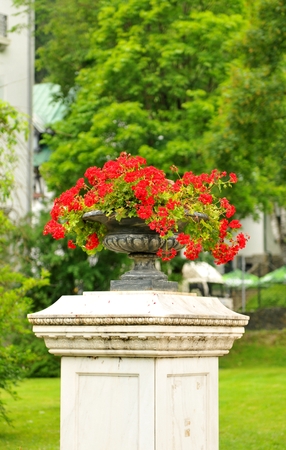 Detail of red flowers in a potの写真素材