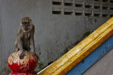 Monkey at Batu Cavesの写真素材
