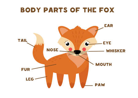 Body parts of the fox. Scheme for children.のイラスト素材