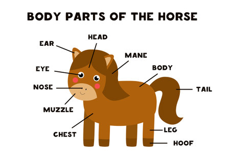 Body parts of the cute cartoon horse. Animals anatomy in English for kids. Learning words.のイラスト素材