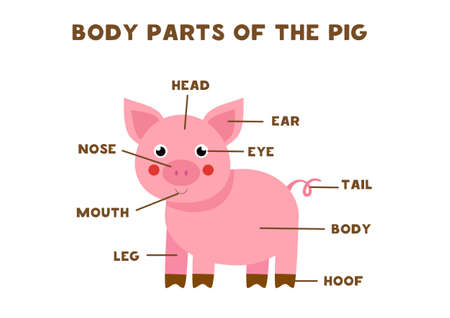Body parts of the cute cartoon pig. Animals anatomy in English for kids. Learning words.のイラスト素材