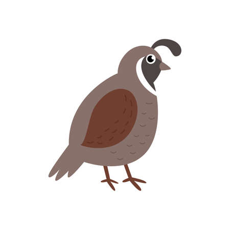 Vector illustration of cute quail bird isolated on white background.のイラスト素材