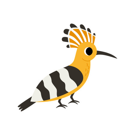 Vector picture of cute cartoon hoopoe bird isolated on white background.のイラスト素材