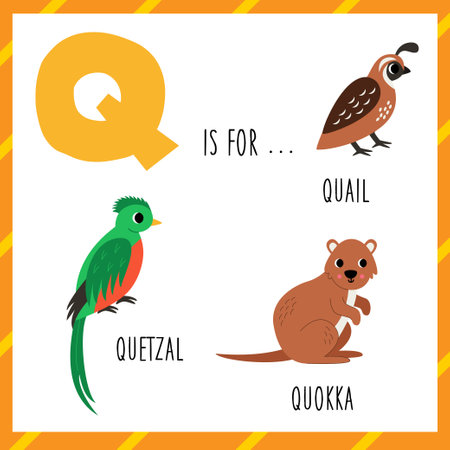 Animal alphabet flashcard for children. Learning letter Q. Q is for quail quetzal quokka.のイラスト素材