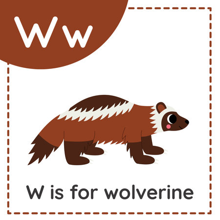 Animal alphabet flashcard for children. Learning letter W. W is for wolverine.のイラスト素材