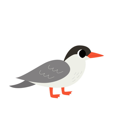 Vector picture of antarctic tern bird isolated on white background.