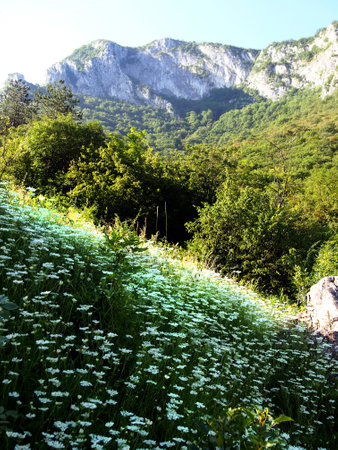 Spring in the mounainの写真素材