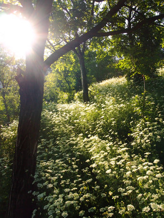 Spring in the mountainの写真素材