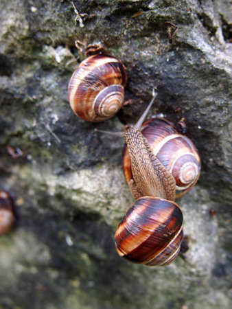 Snails on a rock