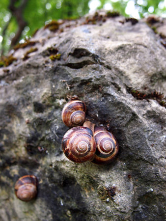 Snails on a rockの写真素材