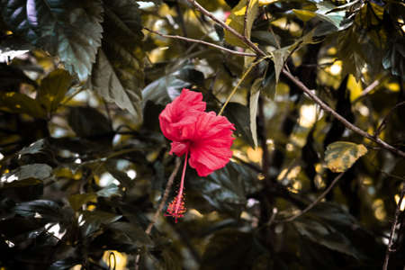 Chattagram,Bangladesh- 12 november,2019- view of Hibiscus rosa-sinensis