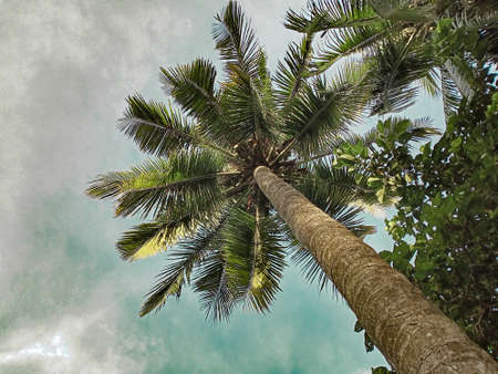 Sirajgonj,Bangladesh,10 august,2020- Coconut fruit tree view from the bottom