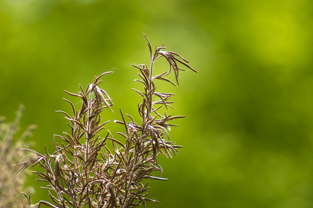 dried herb rosemary on a green backgroundの写真素材