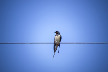 swallows on wireの写真素材