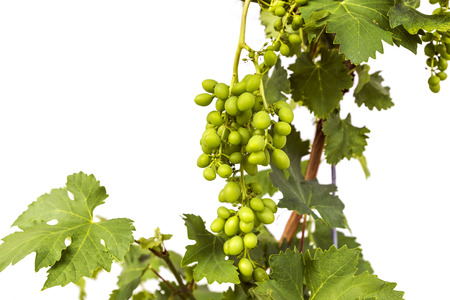 young green unripe wine grapes on a white backgroundの写真素材