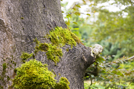 tree trunk covered with moss