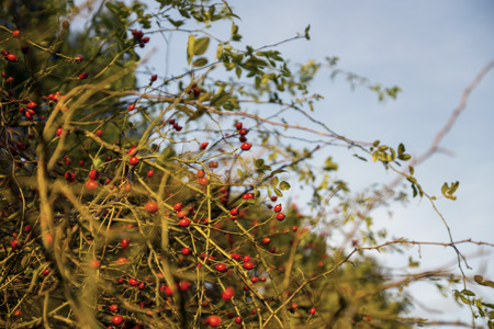 rose bush with ripe fruitsの写真素材