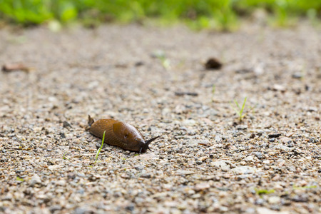 spanish slug on a sandy roadの写真素材