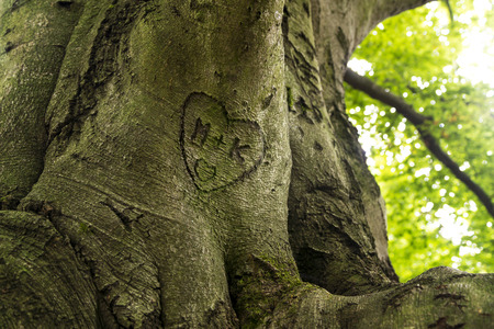 trunk engraved with hearts and initialsの写真素材