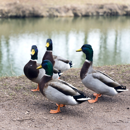 bunch of colored mallard ducks on the riverの写真素材