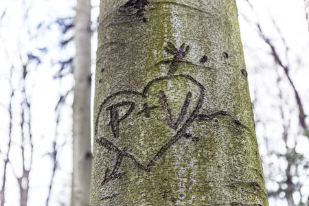 heart pierced with an arrow engraved in the bark of a treeの写真素材