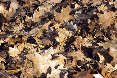 Old dry brown leavesの写真素材