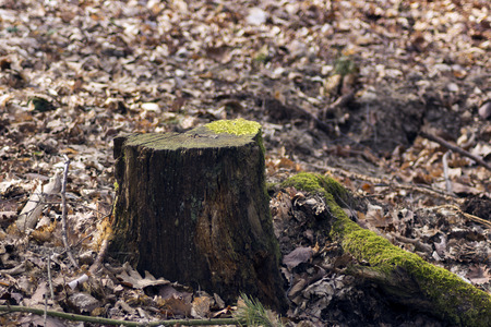 mossy old tree stump in the woodsの写真素材