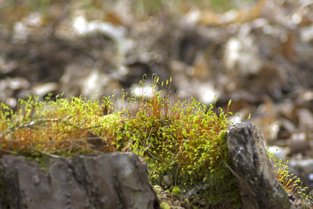 tendrils of moss on an old tree stumpの写真素材
