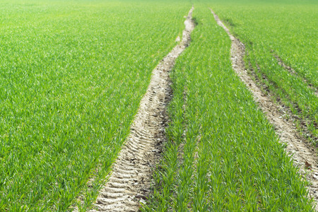 traces tractor among young grain fieldの写真素材