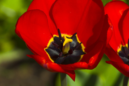 detail of flowering red tulip in springの写真素材