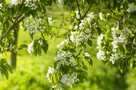 Beautiful white flowers blooming apple trees in springの写真素材