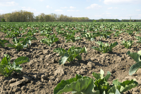 field planted with young cauliflowerの写真素材