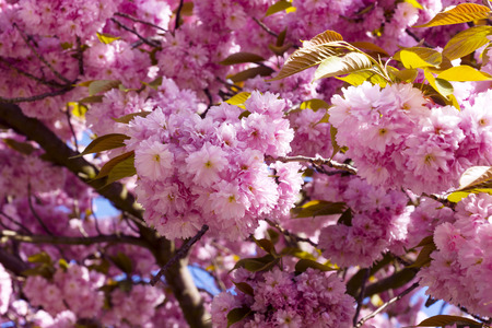 Beautiful pink flowers of sakuraの写真素材