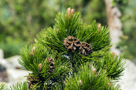 Beautiful brown cones on evergreen treeの写真素材
