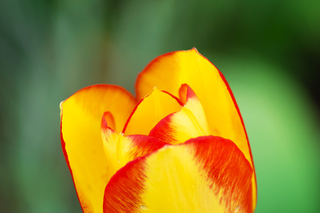 Beautiful yellow orange tulip in detailの写真素材