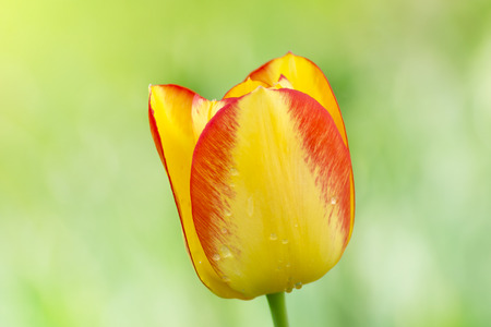 beautiful yellow orange tulips on a sunny dayの写真素材