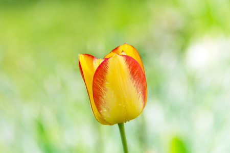 beautiful yellow orange tulips with background blurの写真素材