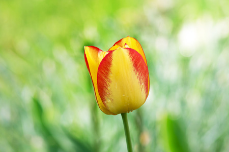 yellow orange tulip with blurred green backgroundの写真素材