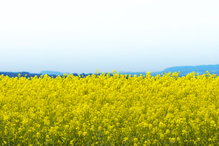 colza field with blue skyの写真素材