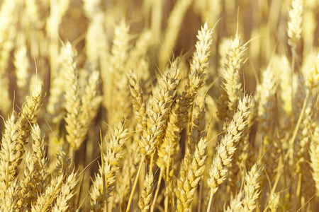 Beautiful yellow ripe ears on the fieldの写真素材