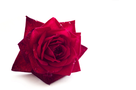 red rose flower with dew drops of waterの写真素材