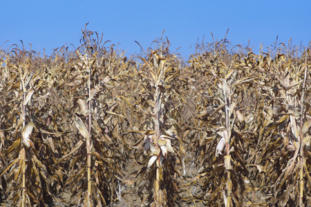 field of ripe corn before harvestの写真素材