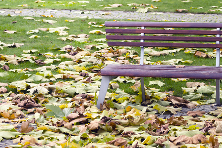 bench in the park fallen leaves in autumnの写真素材