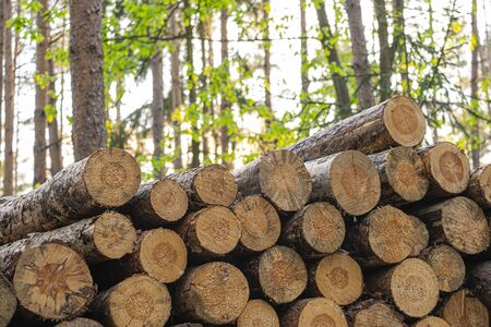 wooden logs felled in the forest, structure of logs, woodworking industryの写真素材
