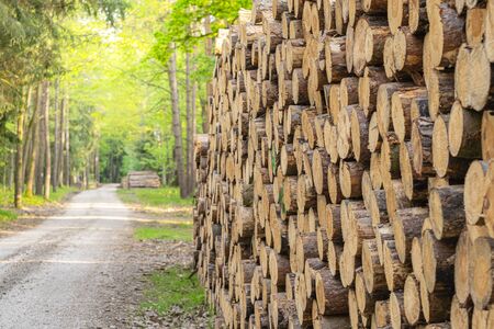 large number of wooden tree trunks stacked by a forest road waiting to be taken away and processedの写真素材