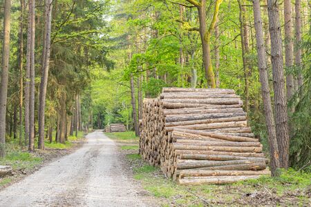 tree trunks stacked by a forest road, harvesting of dry trees in the Czech Republic due to a bark beetle calamityの写真素材