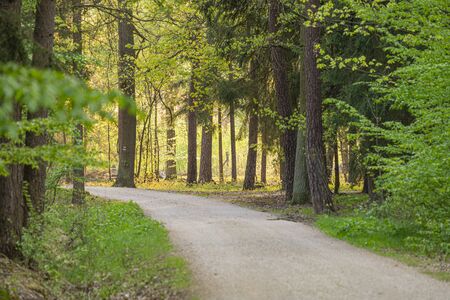 stony path leading through the forest, a place for active rest and recreationの写真素材