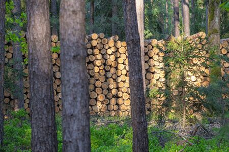 heap of wood leveled between trees in the forest, industrial logging and its transport for processing in the Czech Republicの写真素材