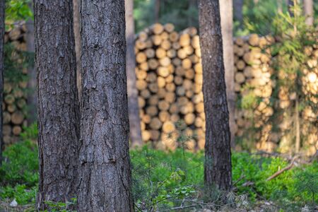 healthy trees in the forest and in the background with felled dry trunks ready to be taken away,...