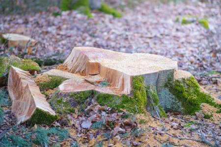 stump of a felled century-old tree in the woodsの写真素材